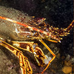 Palinurus elephas